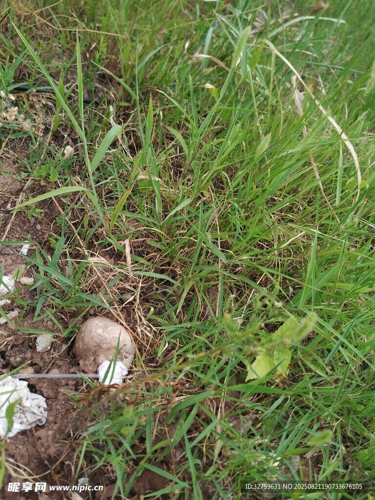 草叢中的蘑菇