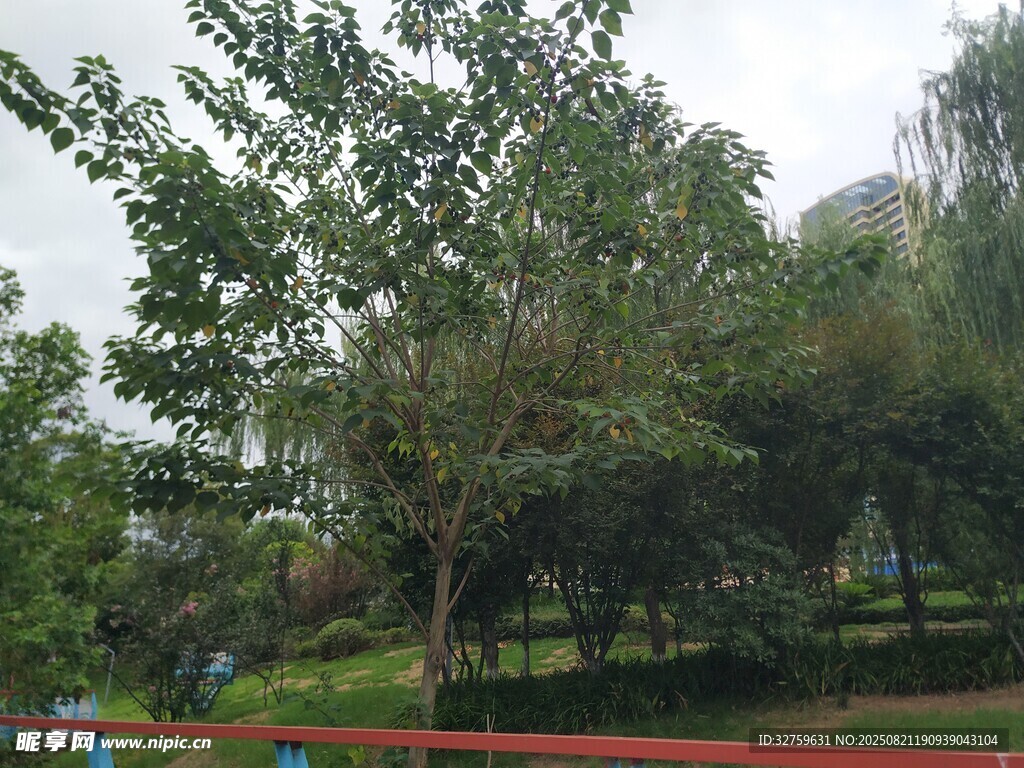 公園綠樹成蔭的休閑場(chǎng)景