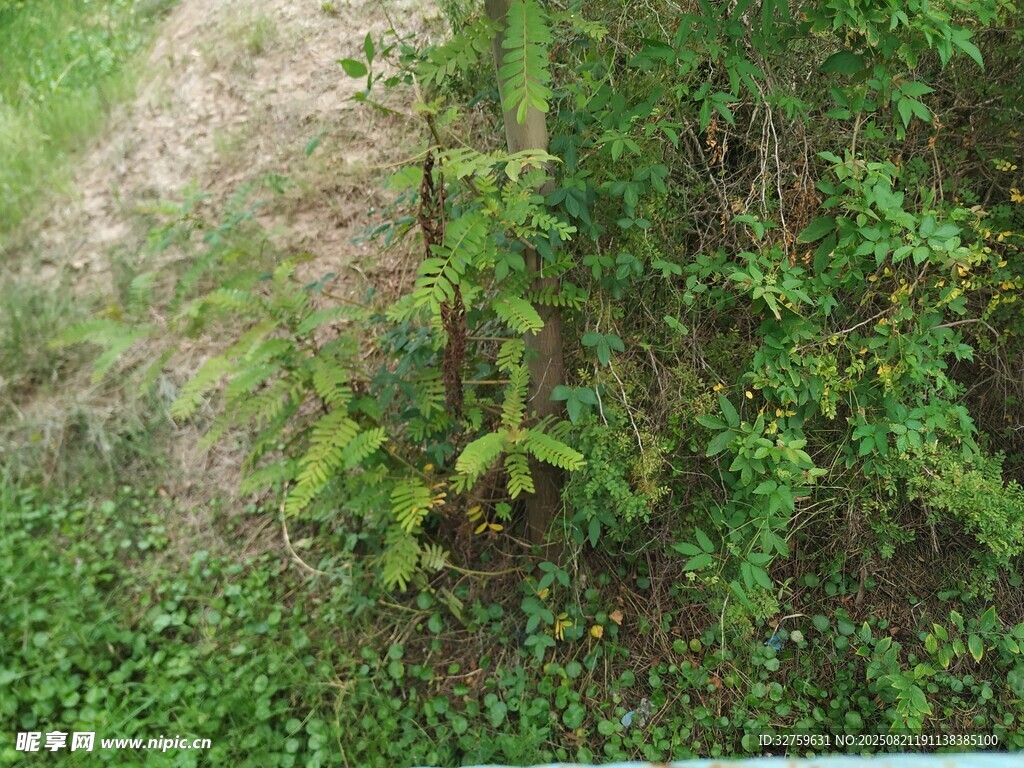 野外繁茂綠植景象