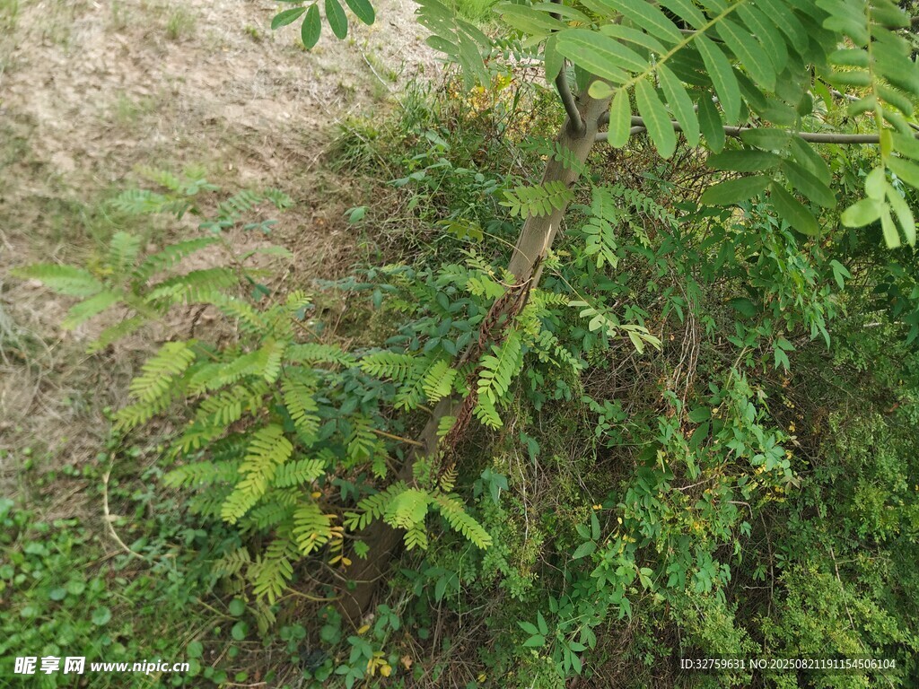 野外生長(zhǎng)的綠色植物
