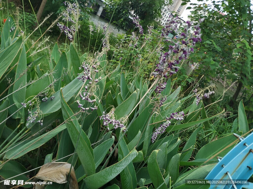 野外茂盛的綠色植物景觀