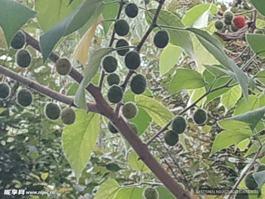 枝頭的黑棗與綠葉