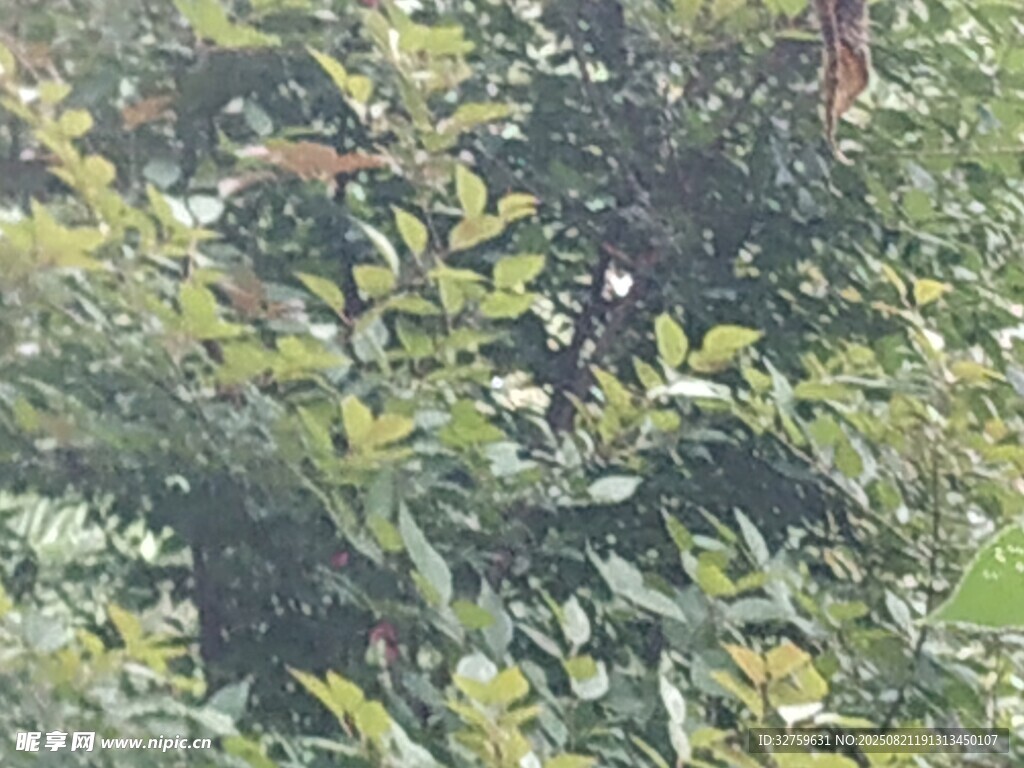 茂密綠植景觀