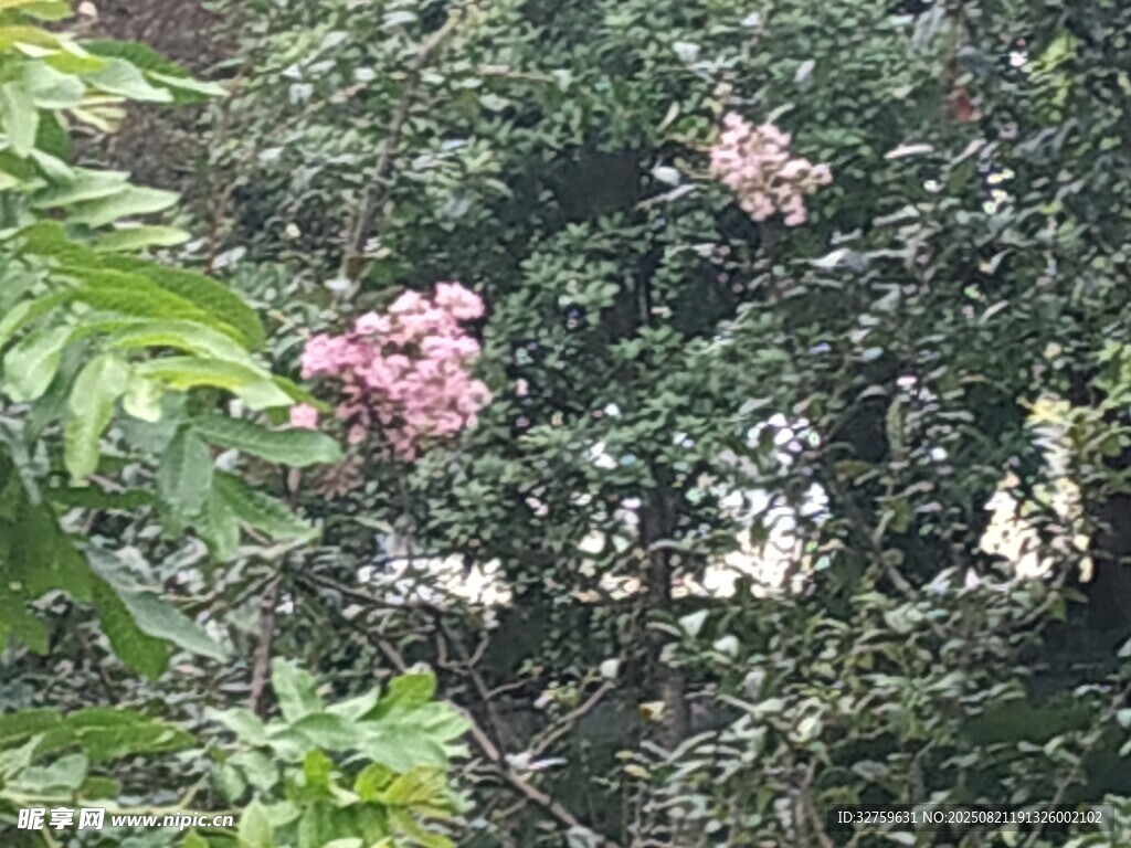 枝頭綻放的粉色繁花