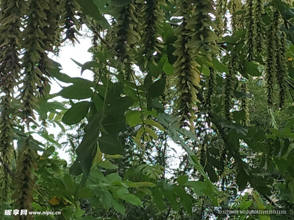 繁茂藤蘿垂掛綠意盎然