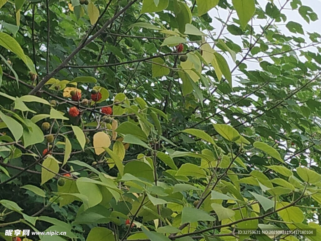 枝頭紅果隱于綠葉間