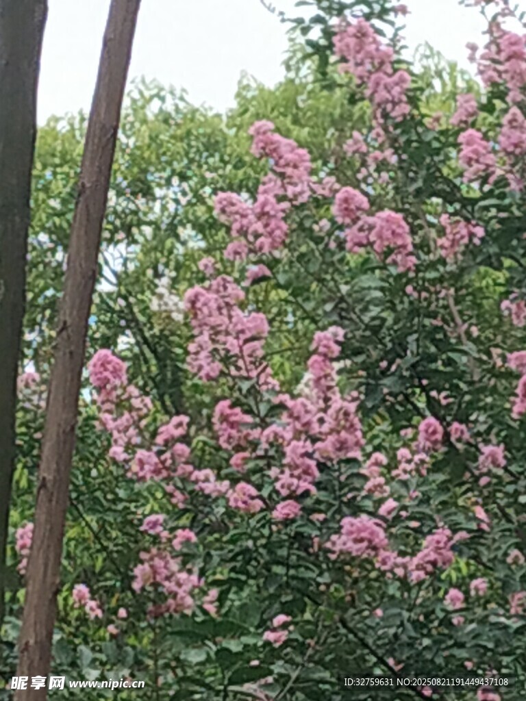 繁花滿枝的美麗粉色花卉