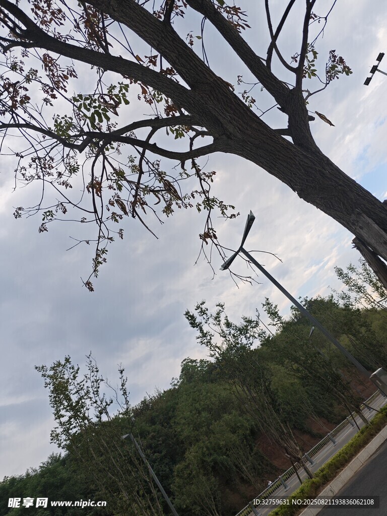 仰視視角下的繁茂大樹(shù)