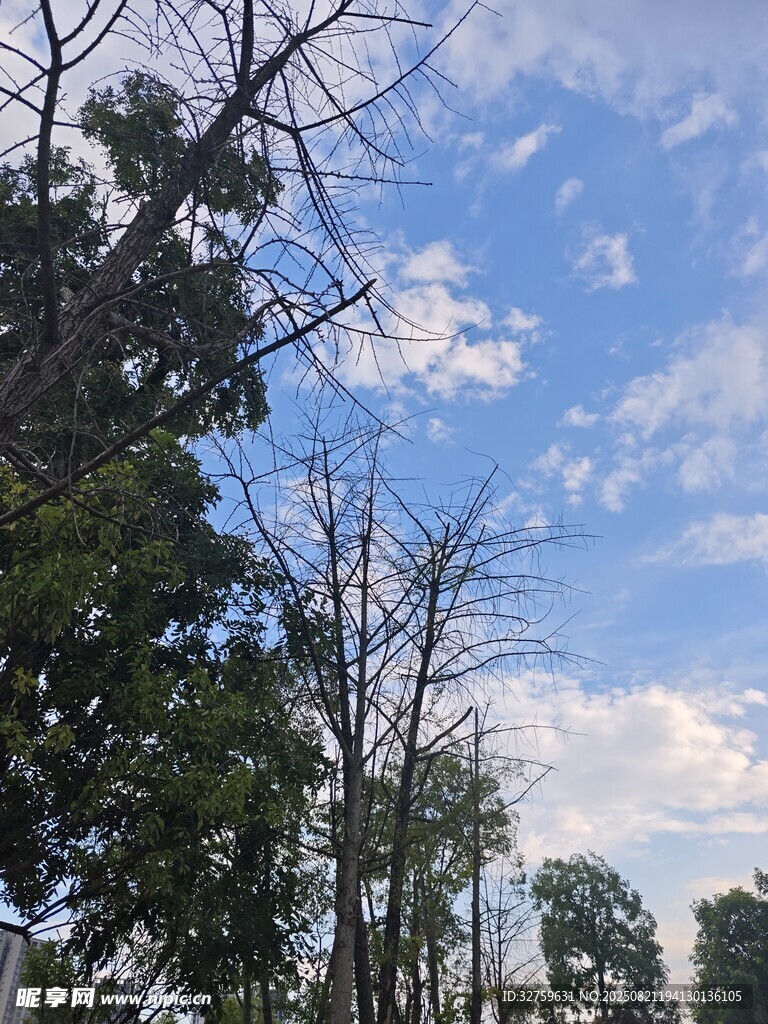 藍天白云下的繁茂樹林