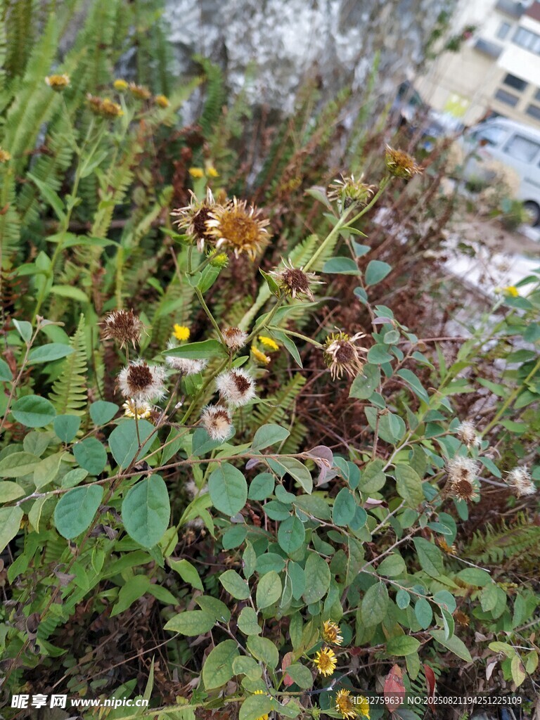 繁茂綠植間的多彩小花