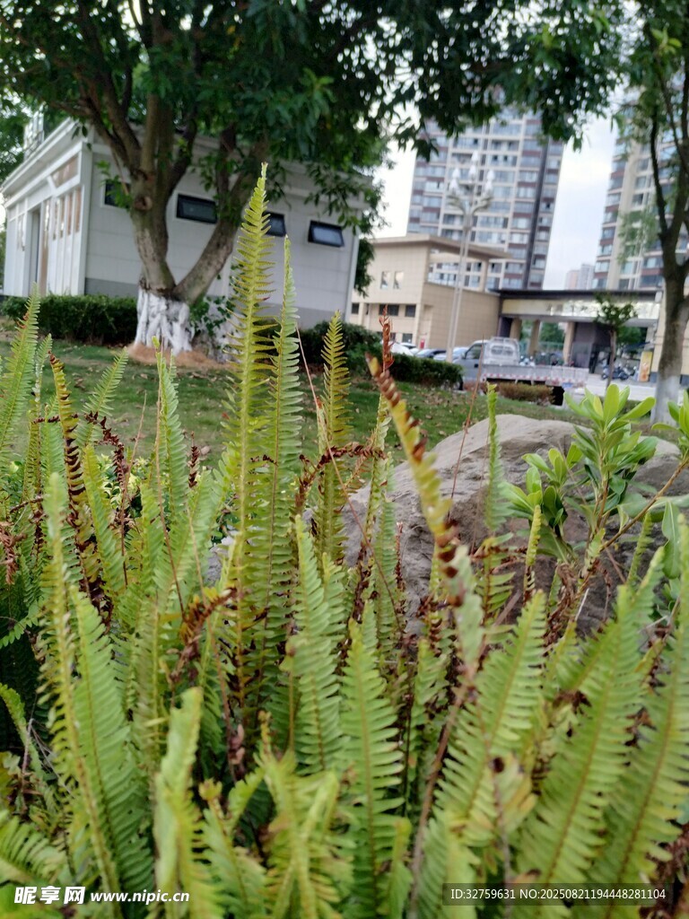 城市中的綠植景觀