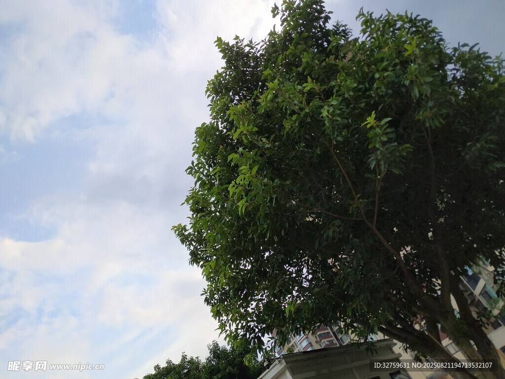 藍天綠樹風景