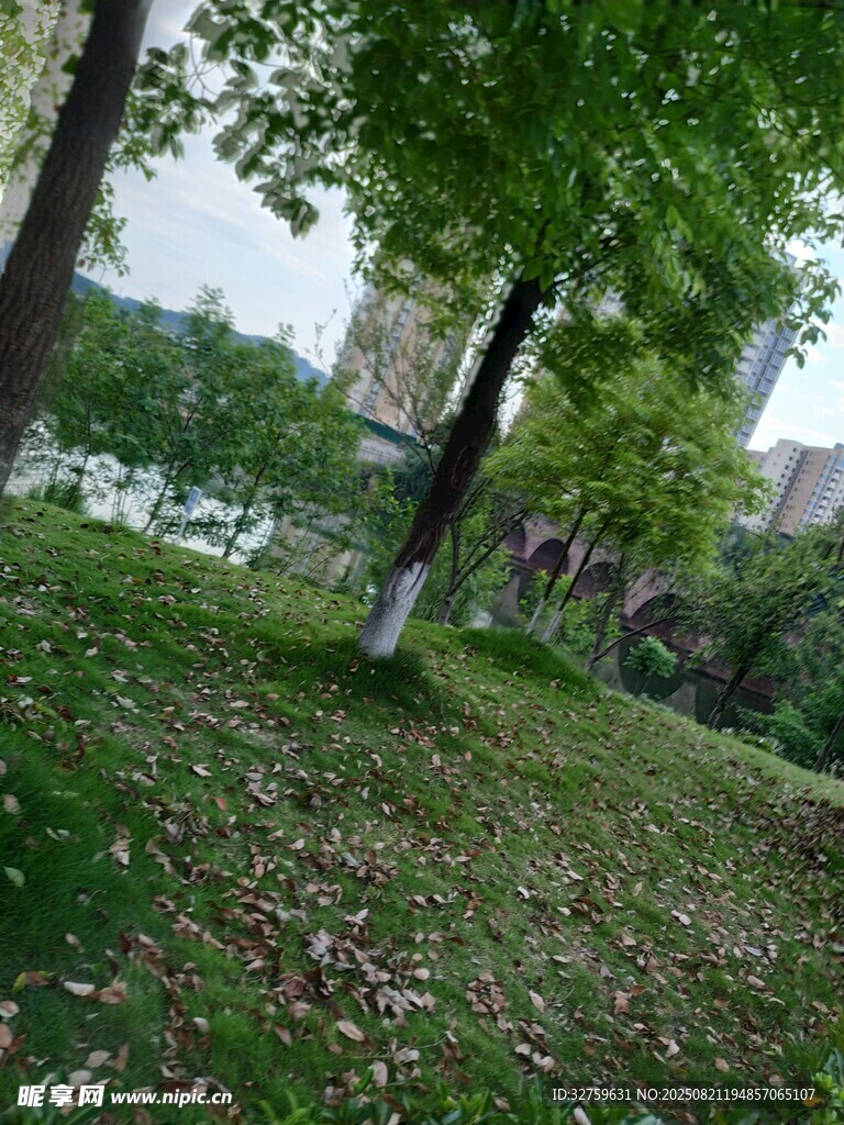 秋日公園草地樹木景致