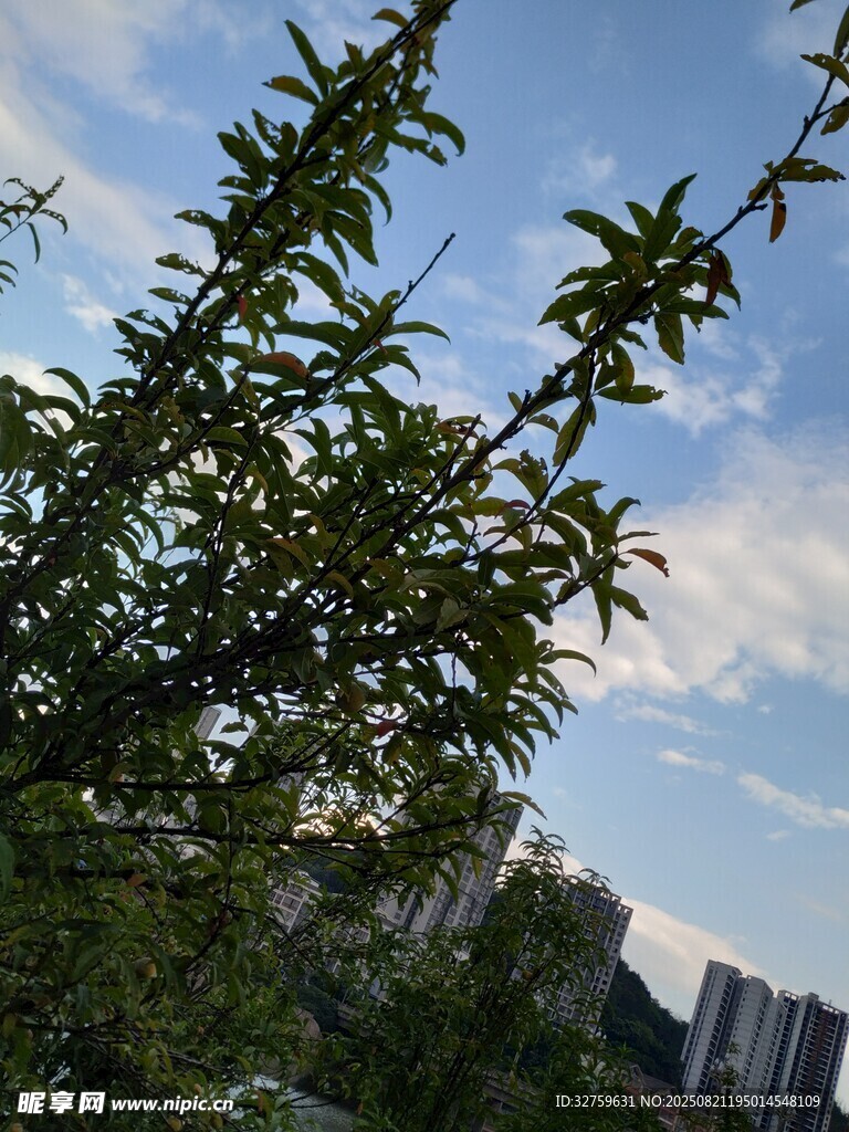 枝葉間的城市天際線