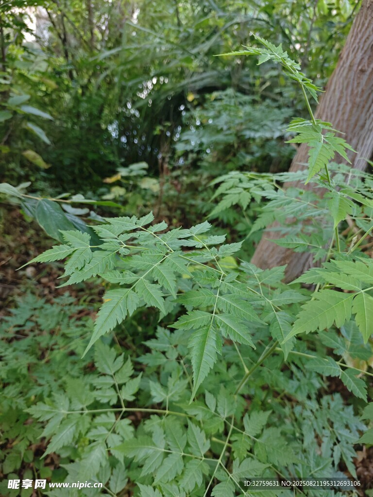 繁茂綠植