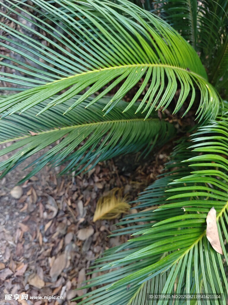 鐵樹葉片特寫