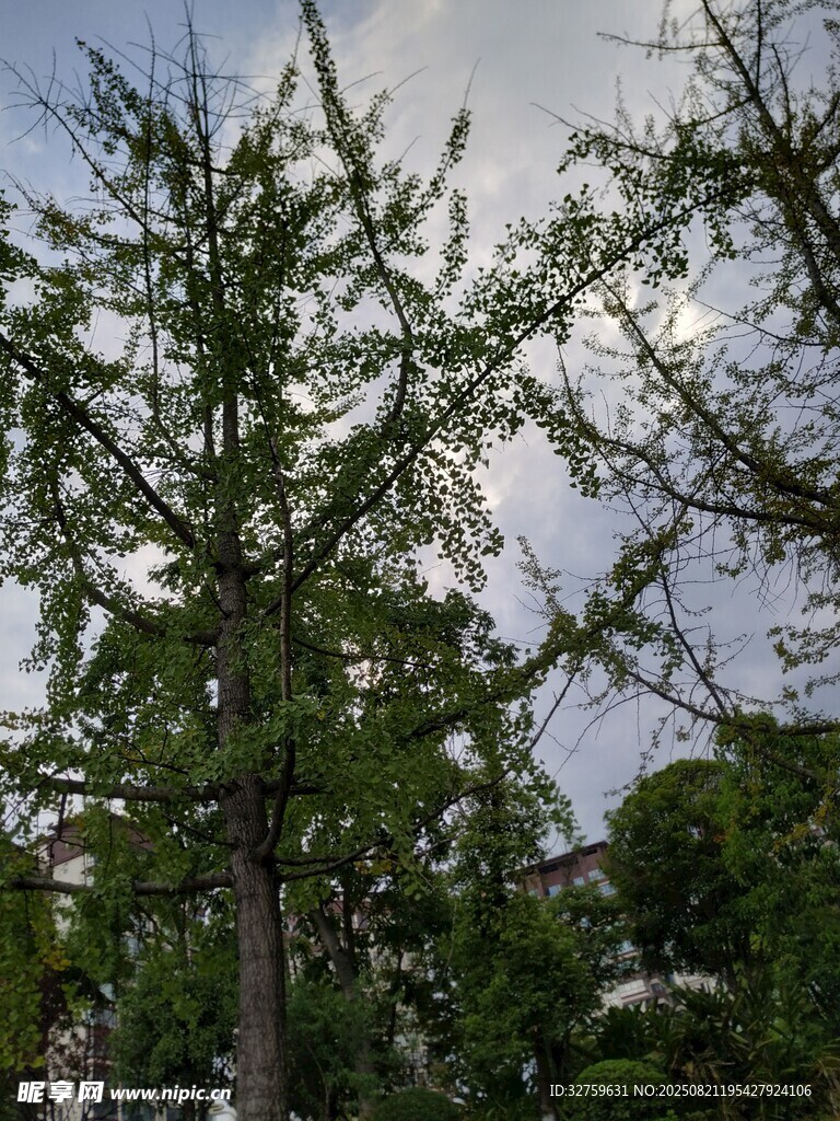 挺拔銀杏樹(shù)