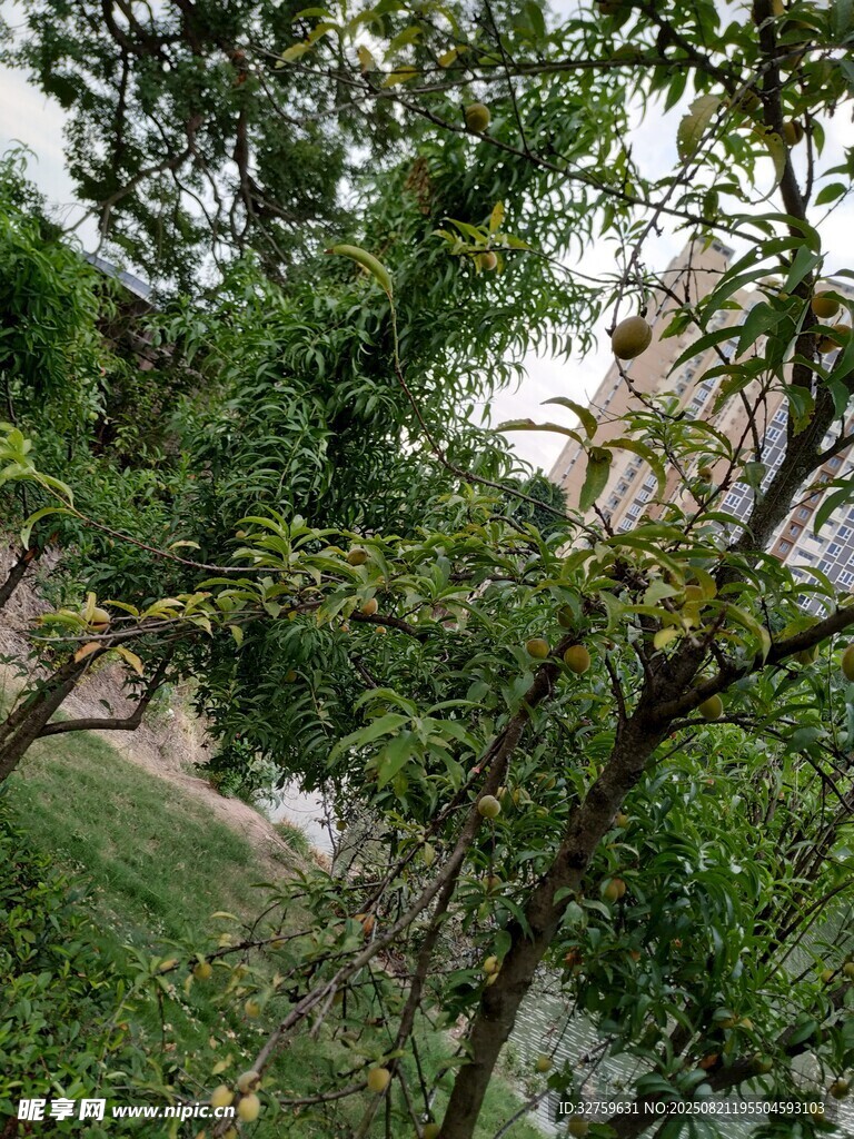 綠意盎然的庭院一角