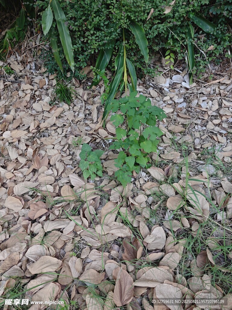 地面枯葉間的綠色植物