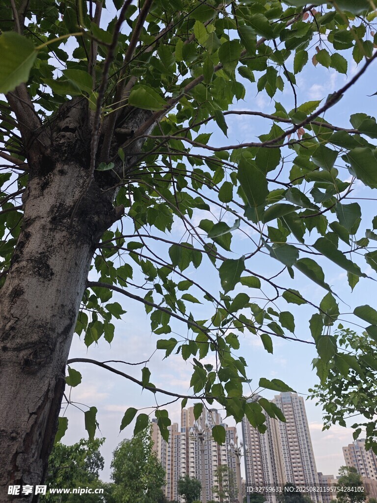 城市中茂盛的大樹