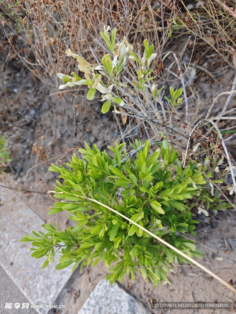 路邊嫩綠植物生機(jī)盎然