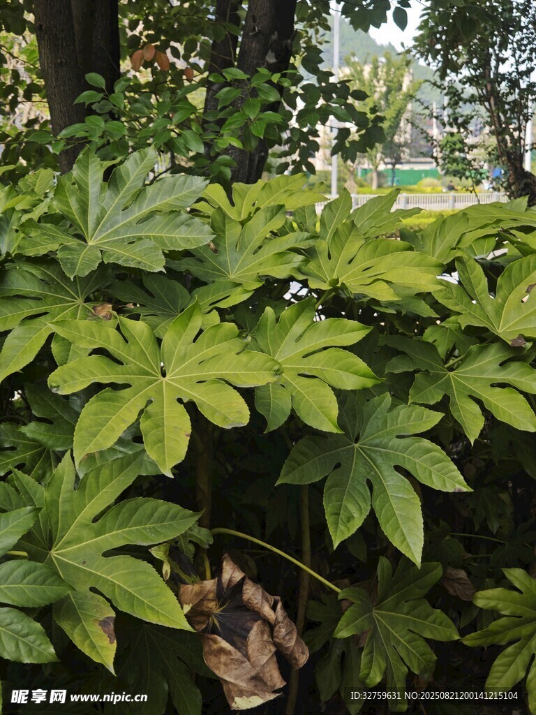 翠綠八角金盤植物特寫