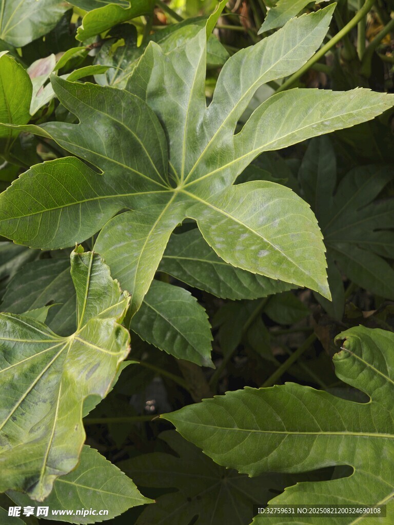 綠葉繁茂的奇異植物
