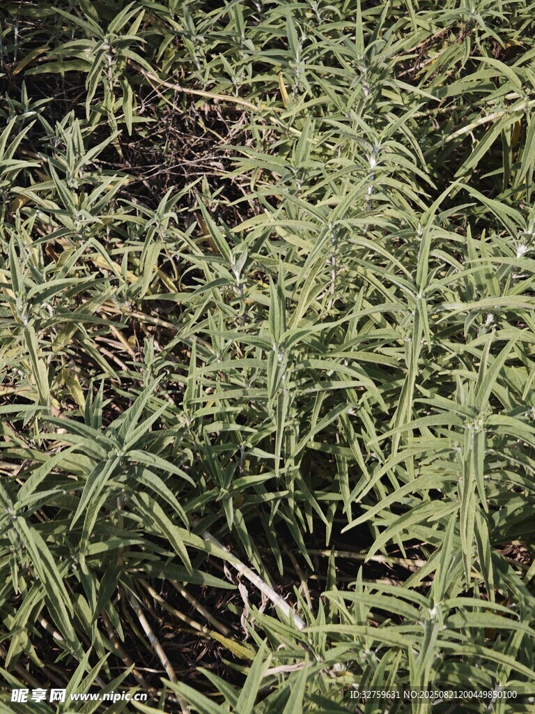 茂密叢生的綠色野草