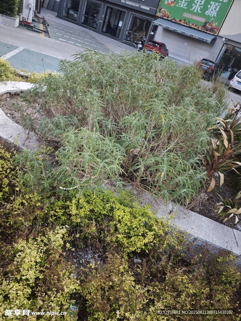 城市中的綠植景觀