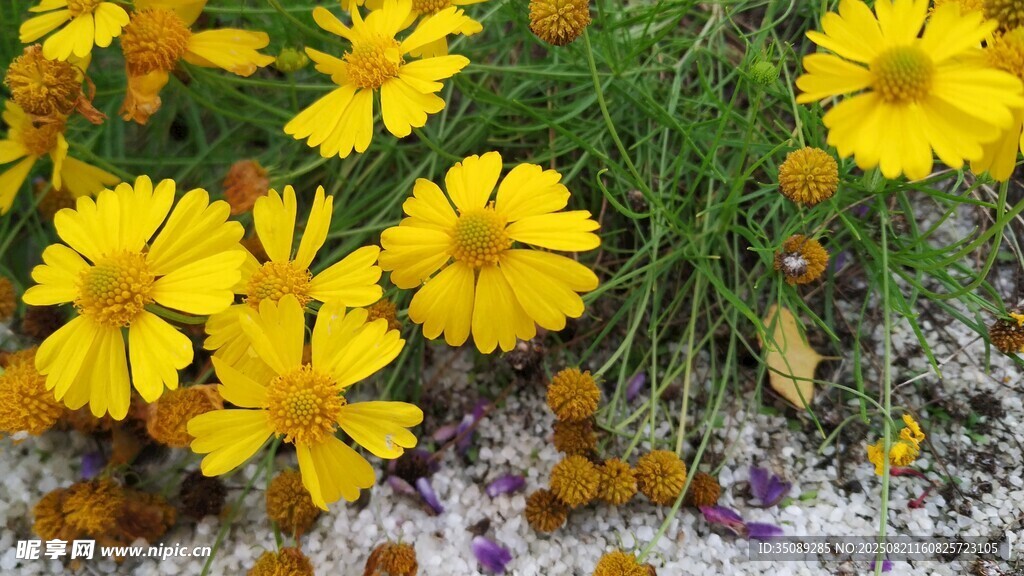 黃色小花綻放于草地
