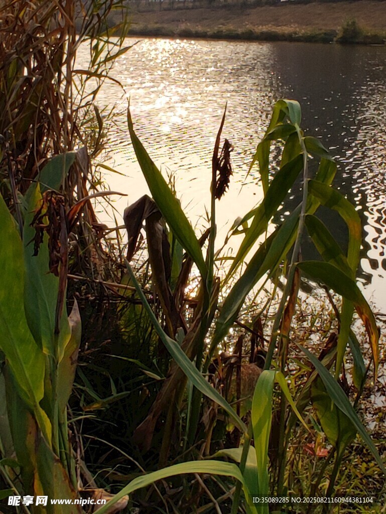 河畔綠植光影下的自然景致