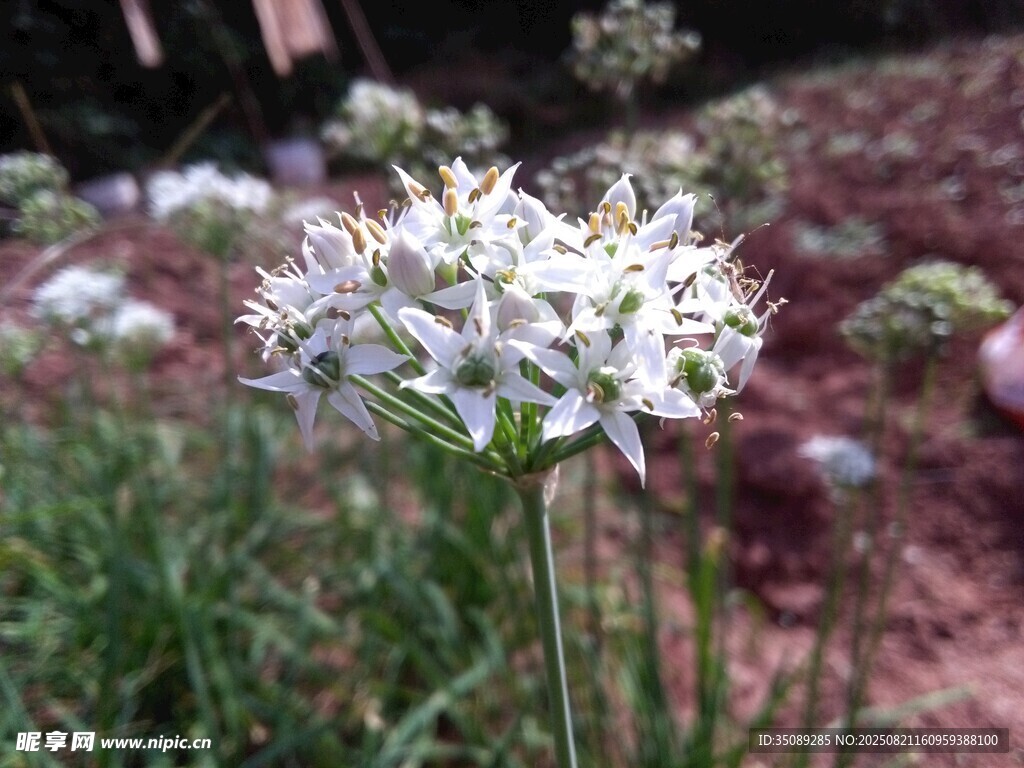 綻放的白色蔥屬花卉