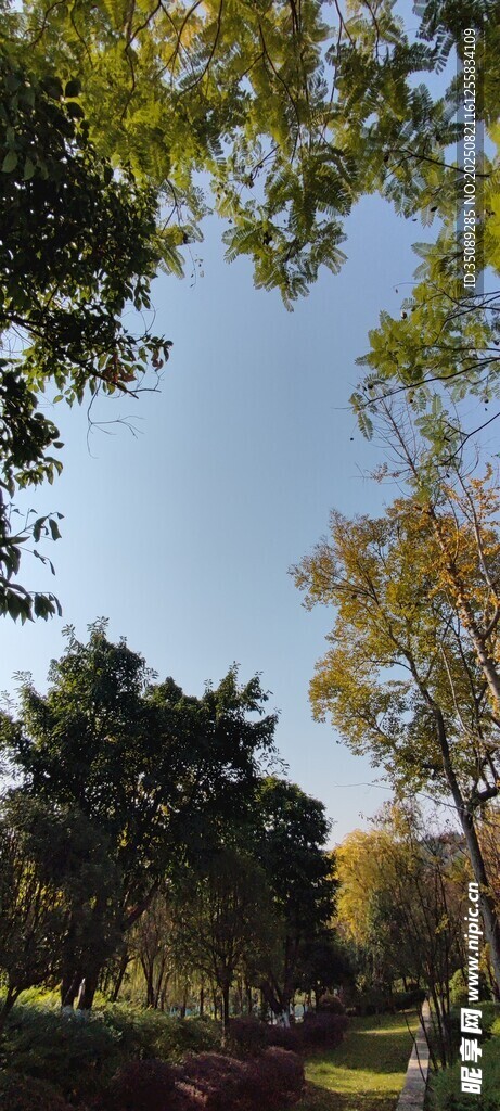 秋日林蔭道景色