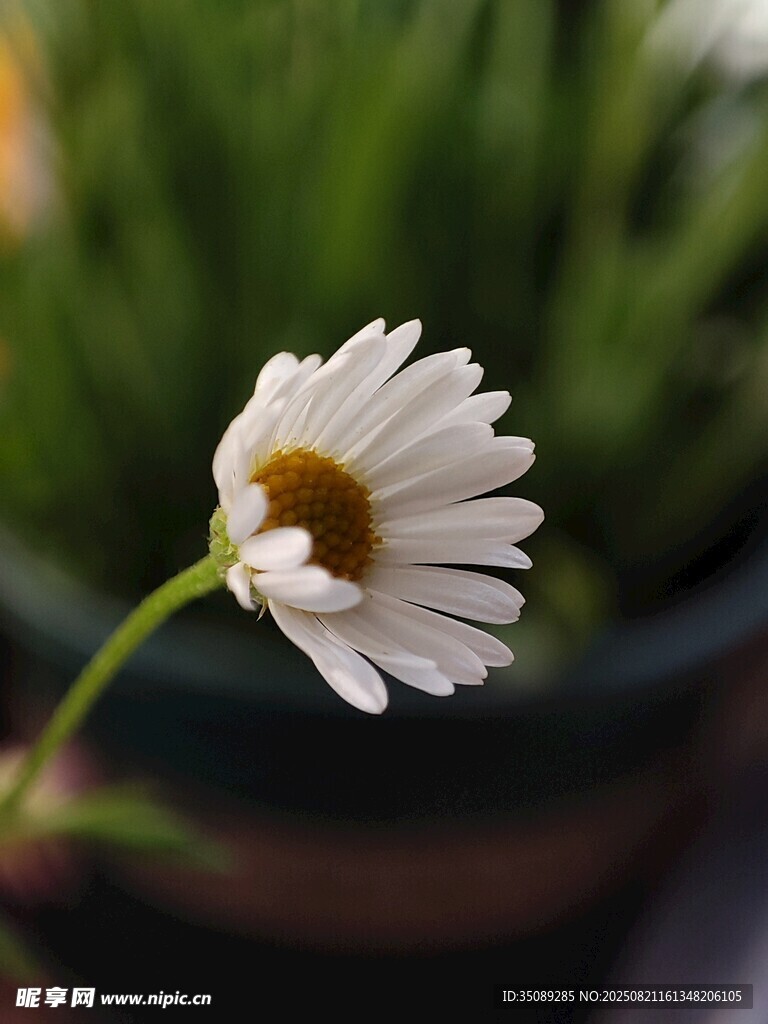 單枝雛菊特寫