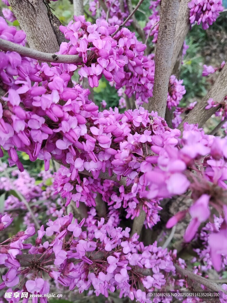 綻放的紫色繁花