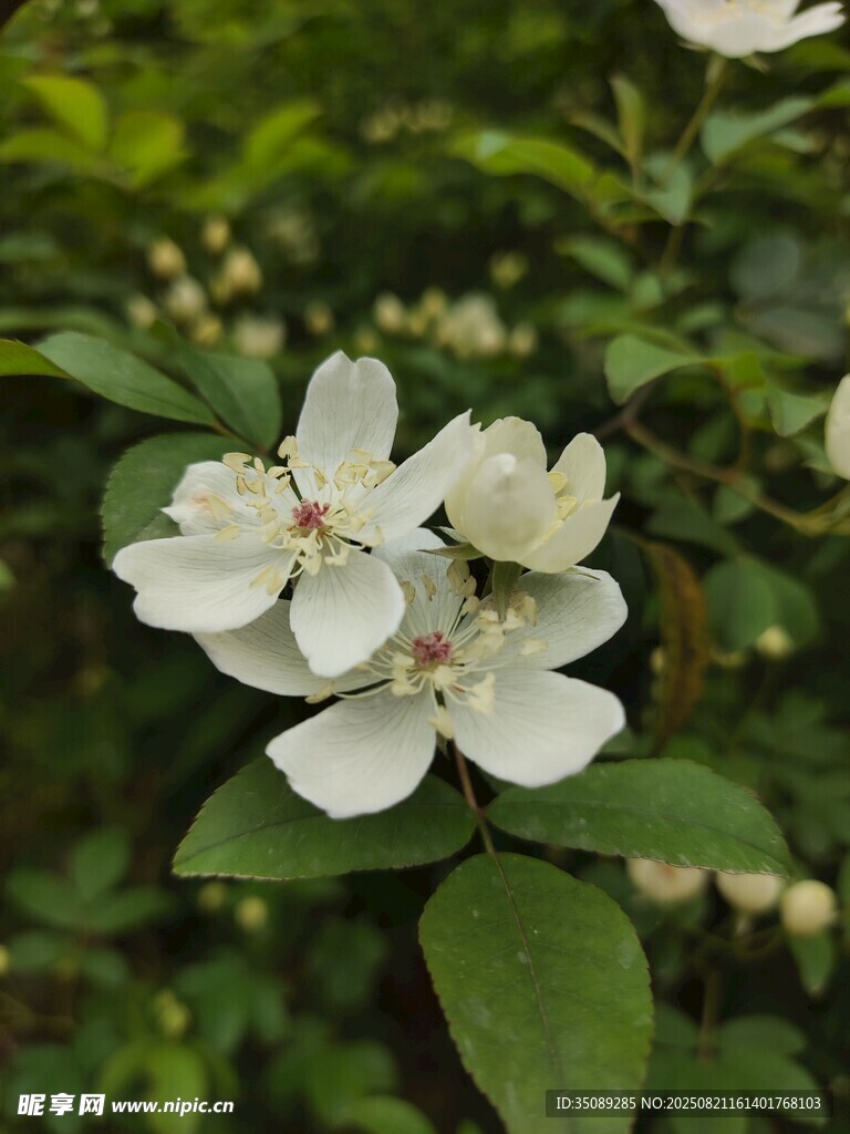 潔白綻放的美麗花卉