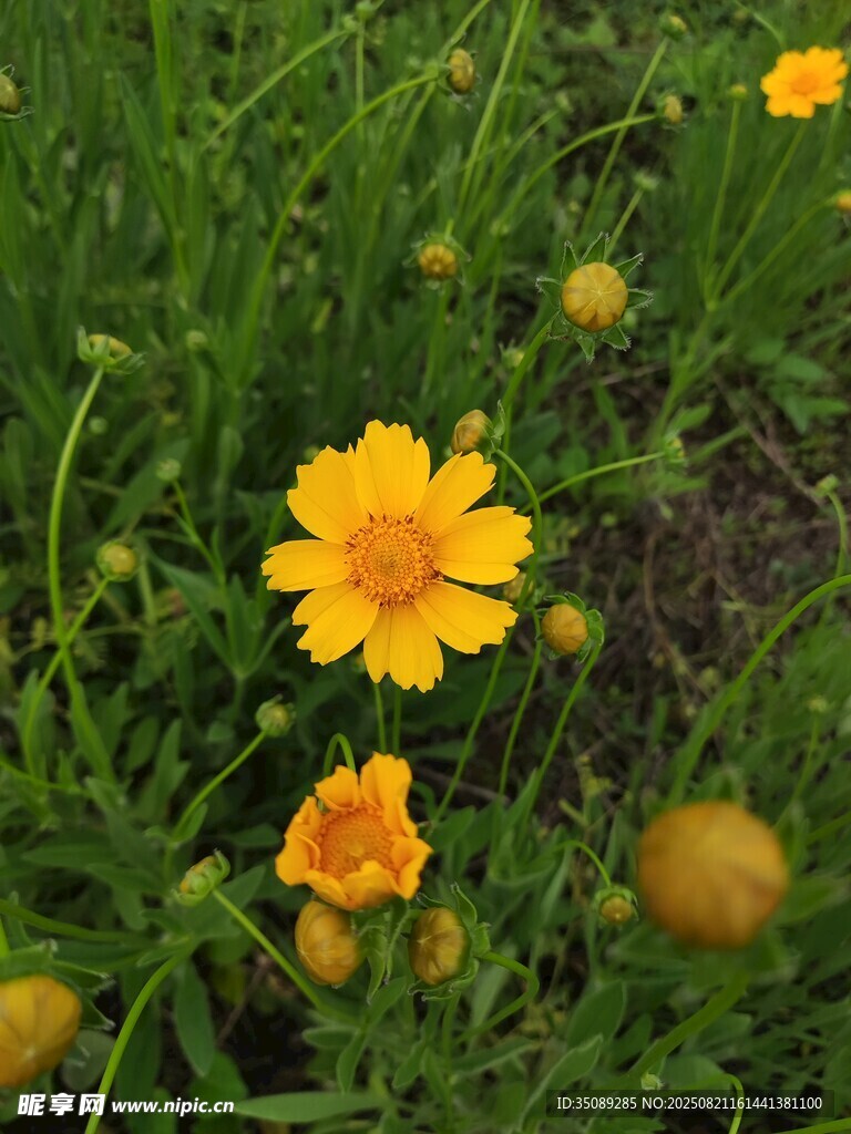 草叢中的黃色小花