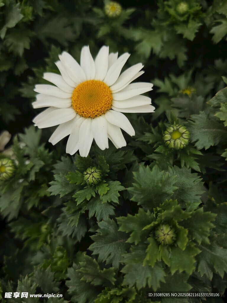 白色雛菊綻放于綠葉間