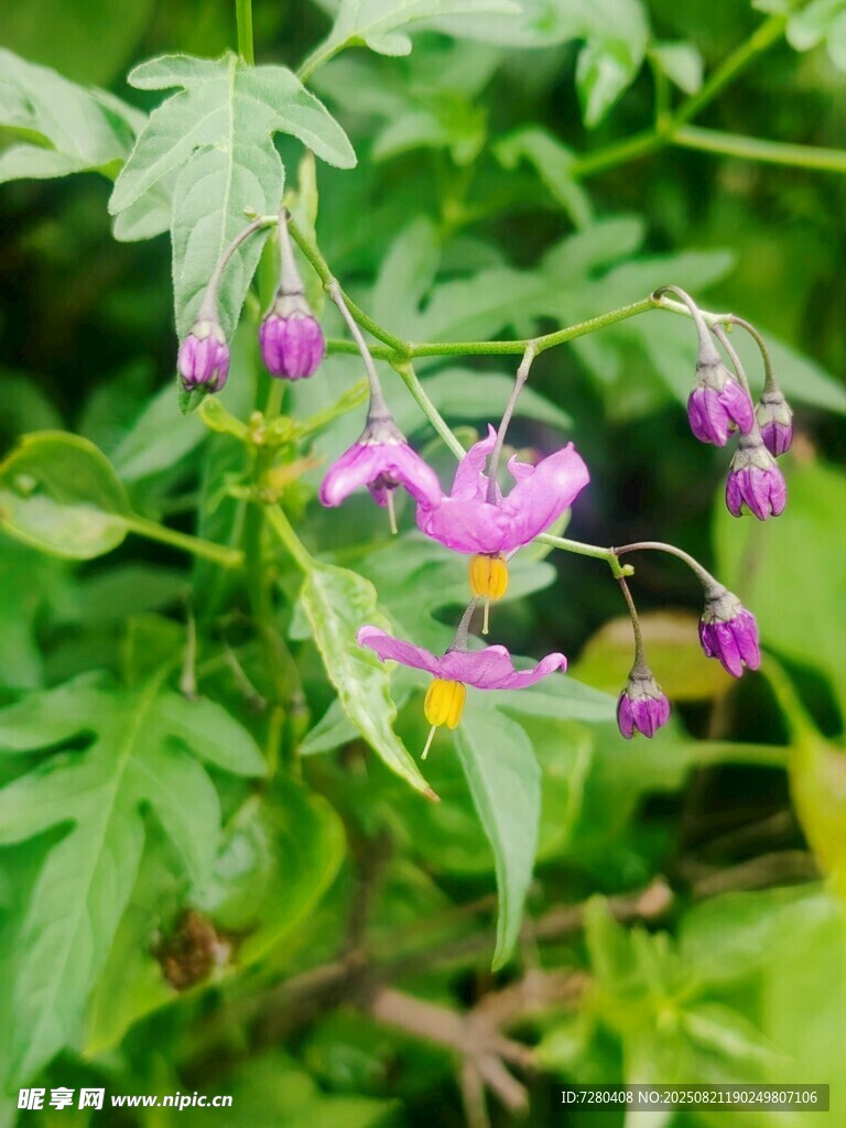 紫色小花綻放于綠葉間