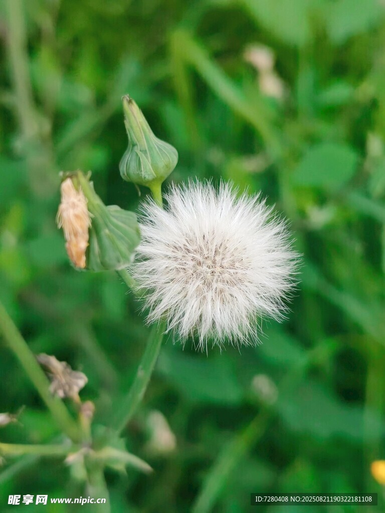 白色蒲公英綻放在綠野間