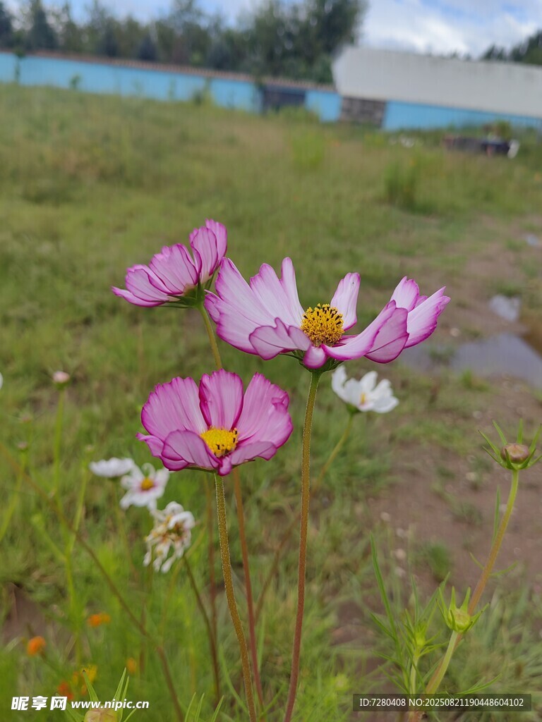 田野中的美麗波斯菊