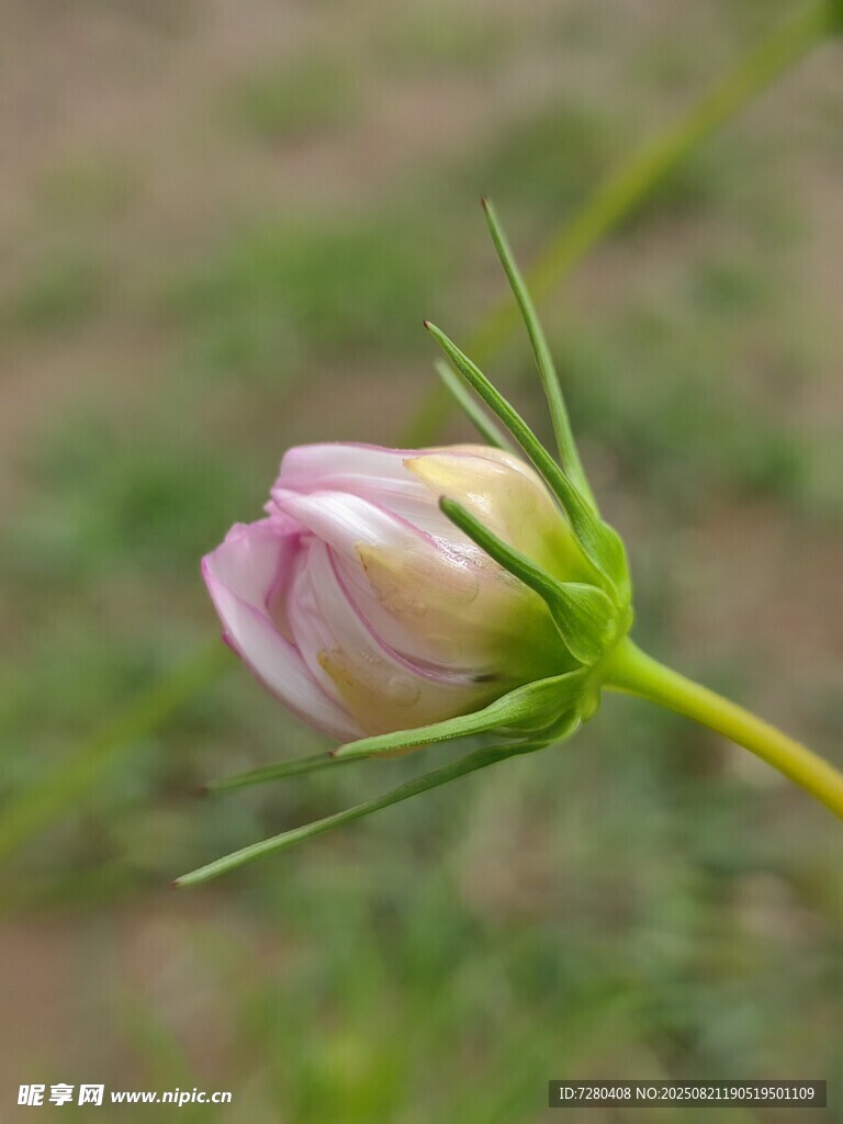 含苞待放的粉色花朵