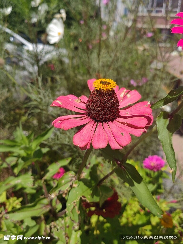 嬌艷粉色花朵綻放生機(jī)