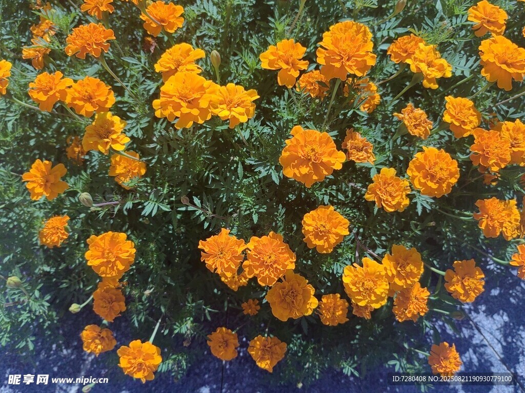 橙色萬(wàn)壽菊綻放的美麗