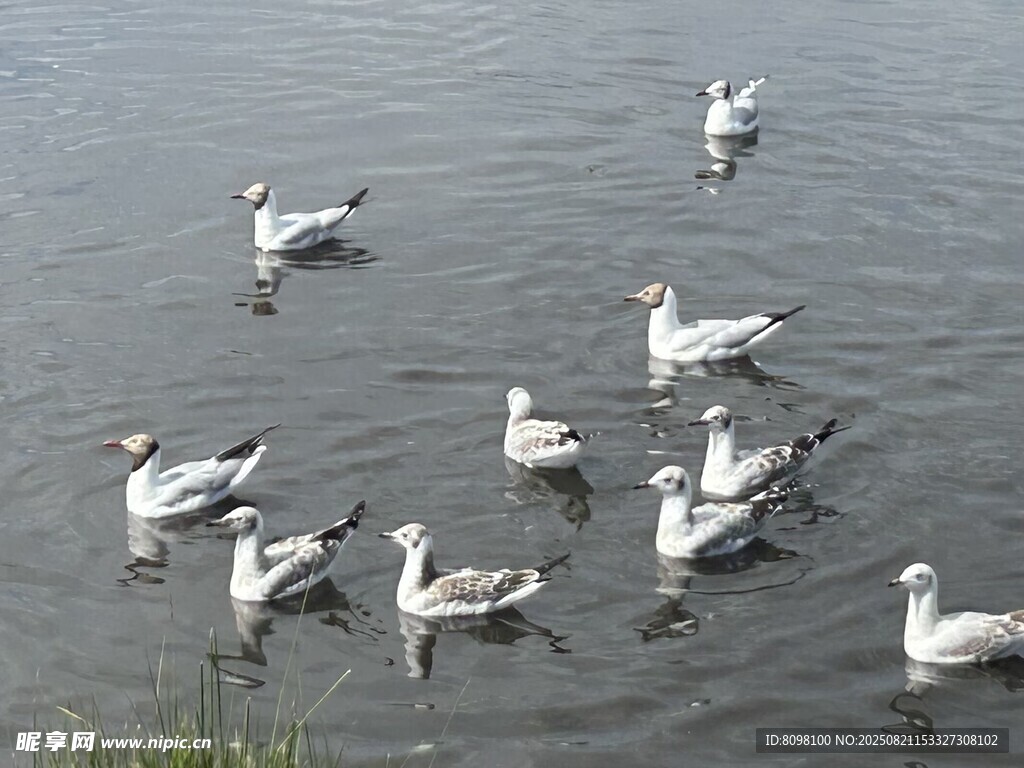 水面上的群鳥