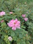 粉色薔薇綻放于綠葉間