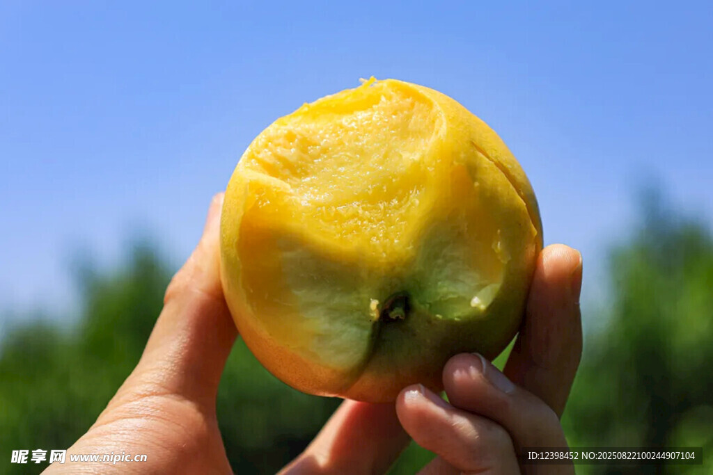 手中的鮮黃桃子