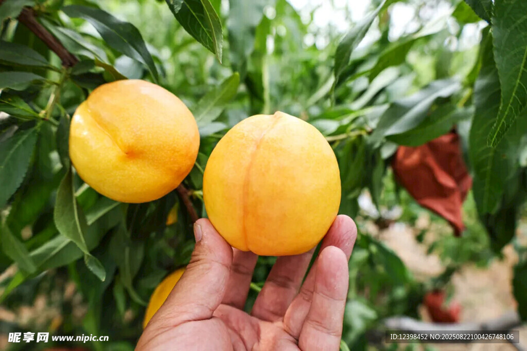 手捧鮮黃誘人的成熟桃子