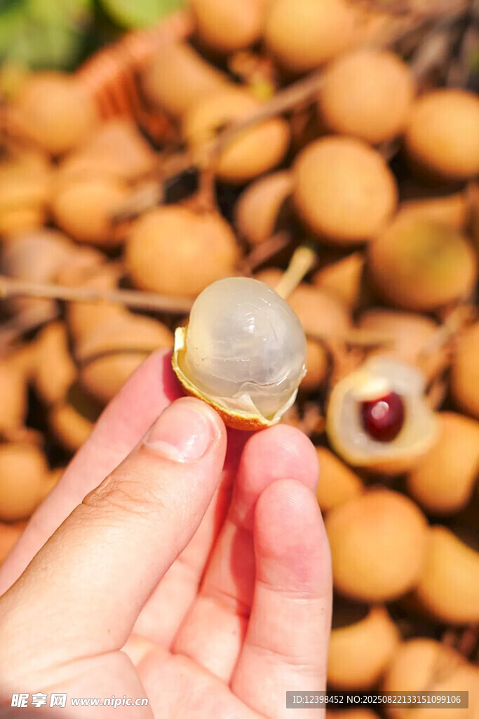 手捧新鮮剝開的晶瑩龍眼