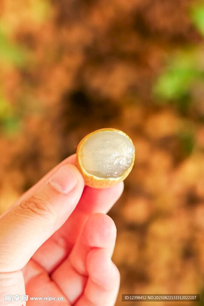 龍眼果